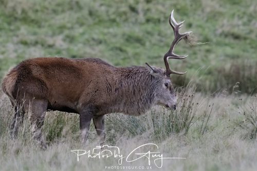 13 October 2026 - Lochranza, Arran, Scotland -Red Deer
