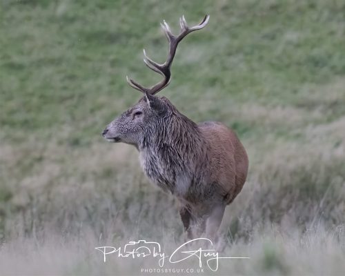 13 October 2026 - Lochranza, Arran, Scotland -Red Deer