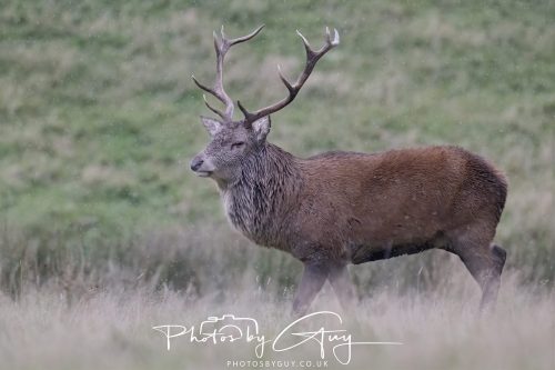 13 October 2026 - Lochranza, Arran, Scotland -Red Deer