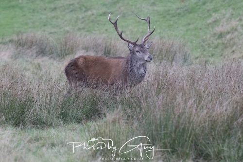 13 October 2026 - Lochranza, Arran, Scotland -Red Deer