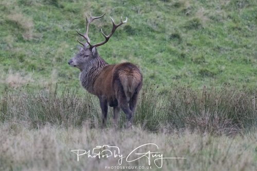 13 October 2026 - Lochranza, Arran, Scotland -Red Deer