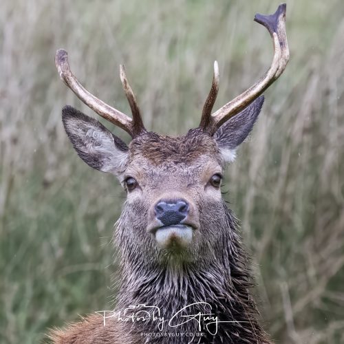 _CCD3624-13 October 2026 - Lochranza, Arran, Scotland -Red Deer