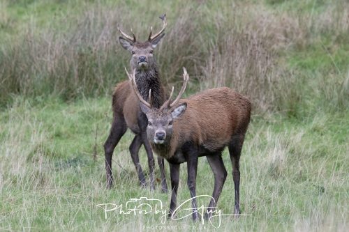 14 October 2026 -LochranzaIsle of Arran - Red Deer Stag