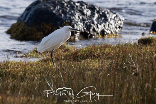 13 October 2026 - Lochranza, Arran, Scotland -Egret