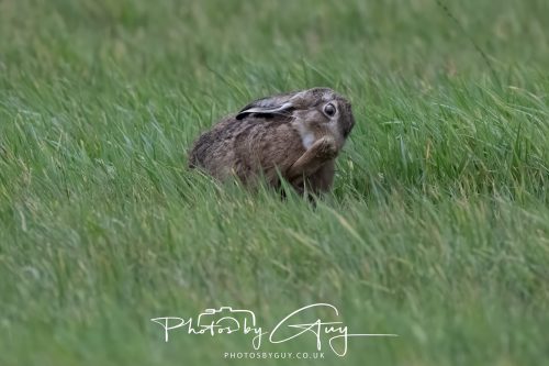 14 October 2026 -Kingscross, Isle of Arran - Hare