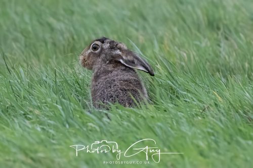 14 October 2026 -Kingscross, Isle of Arran - Hare