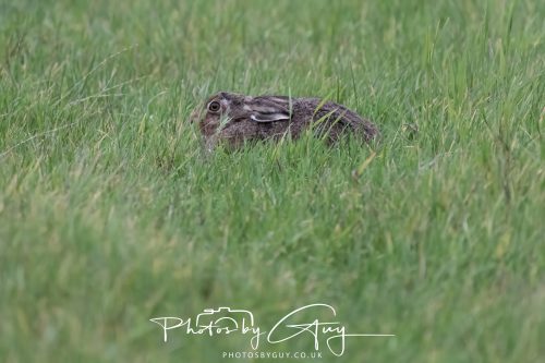 14 October 2026 -Kingscross, Isle of Arran - Hare
