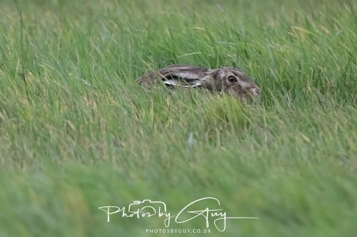 14 October 2026 -Kingscross, Isle of Arran - Hare