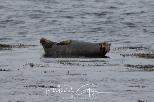 15 October 2026- Brodick,  Isle of Arran, Scotland - Grey Seal
