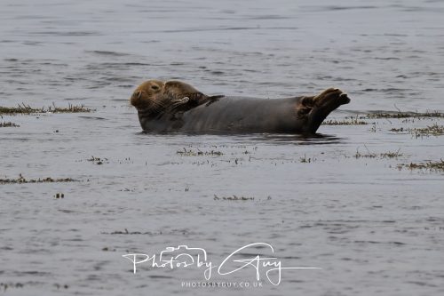 15 October 2026 - Brodick, Isle of Arran, Scotland - Grey Seal