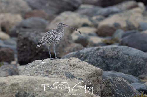 15 October 2026 - Corrie,  Isle of Arran, Scotland - Curlew