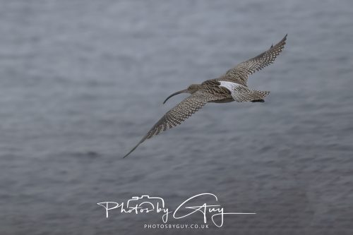 15 October 2026 - Corrie,  Isle of Arran, Scotland - Curlew