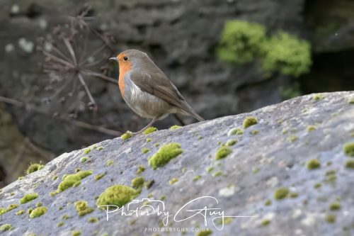 15 October 2026- Brodick,  Isle of Arran, Scotland - Robin