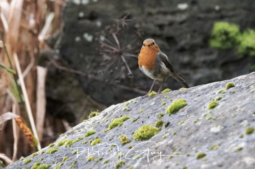 15 October 2026- Brodick,  Isle of Arran, Scotland - Robin
