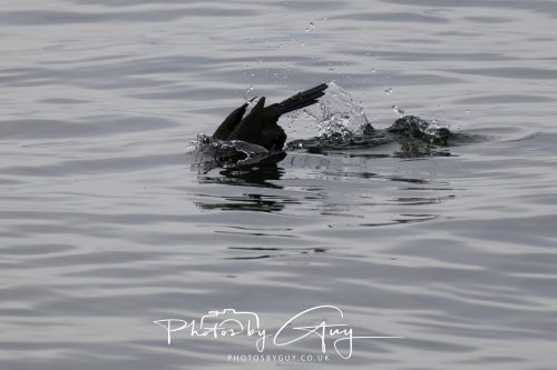 15 October 2026- Brodick,  Isle of Arran, Scotland - RDiving Cormorant