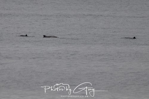 15 October 2026 -Sannox, Isle of Arran, Scotland - Common Dolphins