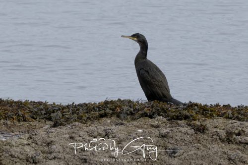 15 October 2026 - Sannox,  Isle of Arran, Scotland - Cormorant