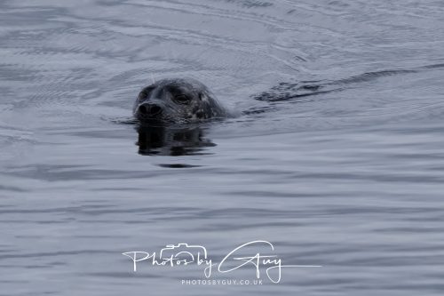 15 October 2026 - Sannox. Isle of Arran, Scotland - Grey Seal