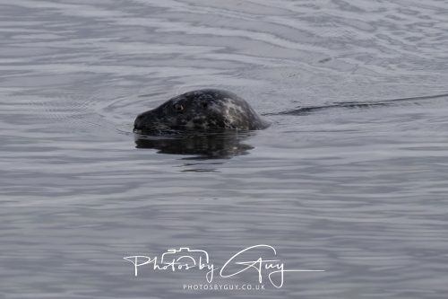 15 October 2026 - Sannox. Isle of Arran, Scotland - Grey Seal