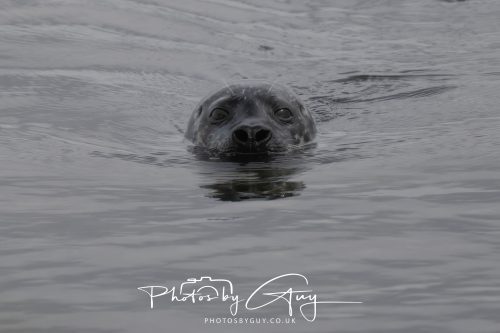 15 October 2026 - Sannox. Isle of Arran, Scotland - Grey Seal