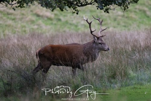 15 October 2026 - Lochranza. Isle of Arran, Scotland - Red Deer