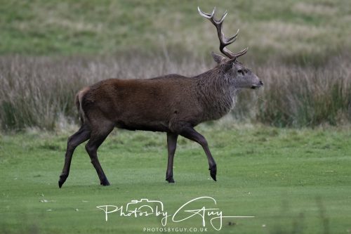 15 October 2026 - Lochranza. Isle of Arran, Scotland - Red Deer