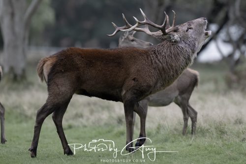 15 October 2026 - Lochranza. Isle of Arran, Scotland - Red Deer