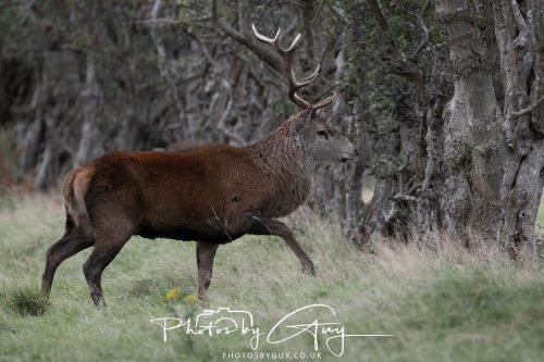 15 October 2026 - Lochranza. Isle of Arran, Scotland - Red Deer