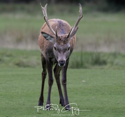 15 October 2026 - Lochranza. Isle of Arran, Scotland - Red Deer