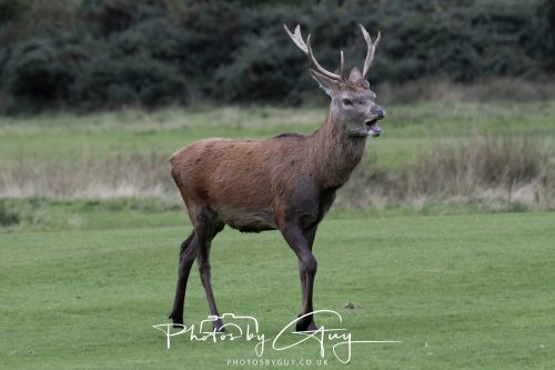 15 October 2026 - Lochranza. Isle of Arran, Scotland - Red Deer