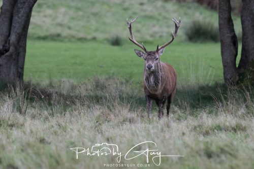 15 October 2026 - Lochranza. Isle of Arran, Scotland - Red Deer