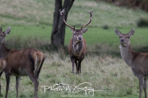 15 October 2026 - Lochranza. Isle of Arran, Scotland - Red Deer