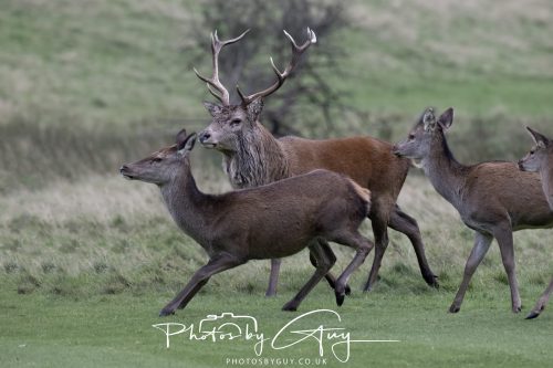 15 October 2026 - Lochranza. Isle of Arran, Scotland - Red Deer