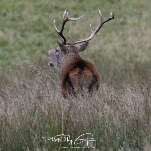 15 October 2026 - Lochranza. Isle of Arran, Scotland - Red Deer
