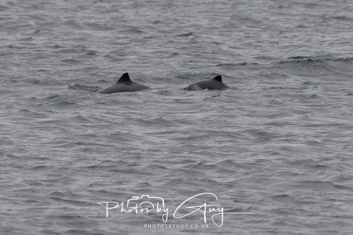 15 October 2026 - Lochranza. Isle of Arran, Scotland - Porpoises