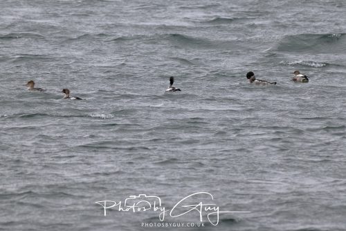 15 October 2026 - Lochranza. Isle of Arran, Scotland - Red Breasted Mergansers