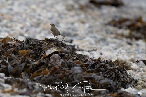 15 October 2026 - Lochranza. Isle of Arran, Scotland -Rock Pipit