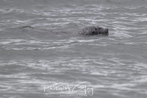 15 October 2026 - Lochranza. Isle of Arran, Scotland - Grey Seal