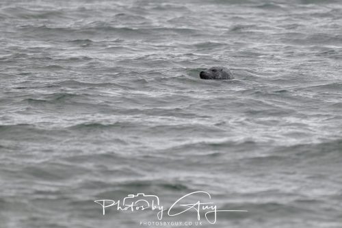 15 October 2026 - Lochranza. Isle of Arran, Scotland - Grey Seal