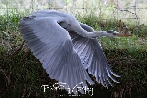 15 October 2026 - Lochranza. Isle of Arran, Scotland - Grey Heron