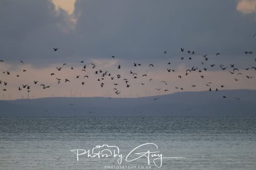 16 October 2026 - Kingscross, Isle of Arran - Gulls at dawn