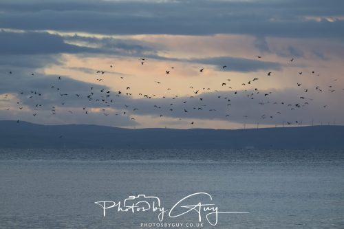 16 October 2026 - Kingscross, Isle of Arran - Gulls at dawn