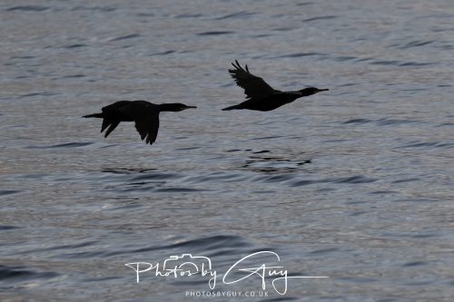 16 October 2026 - Kingscross, Isle of Arran Cormorants at dawn