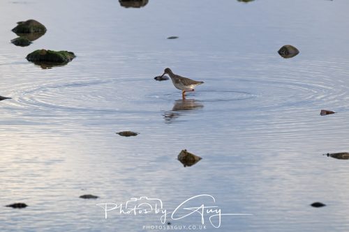 16 October 2026 - Whiting Bay, Isle of Arran -Redshank