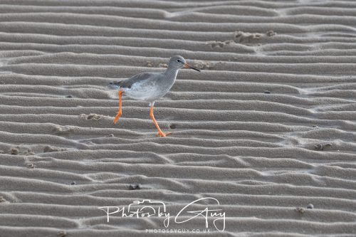 16 October 2026 - Whiting Bay, Isle of Arran -Redshank