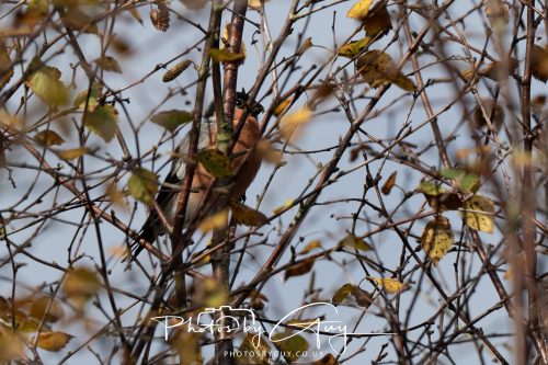 16 October 2026 - Whiting Bay,  Isle of Arran -Bullfinch