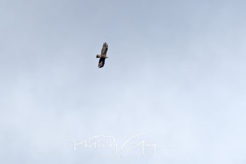 16 October 2026 - Close to Lamlash,  Isle of Arran -Golden Eagles
