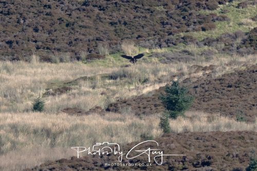 16 October 2026 - Close to Lamlash,  Isle of Arran -Golden Eagles
