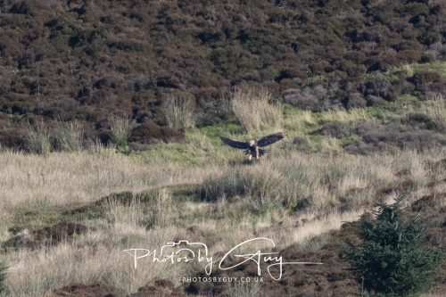 16 October 2026 - Close to Lamlash,  Isle of Arran -Golden Eagles