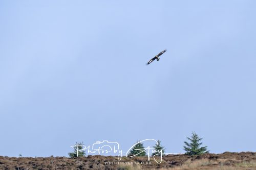 16 October 2026 - Close to Lamlash,  Isle of Arran -Golden Eagles